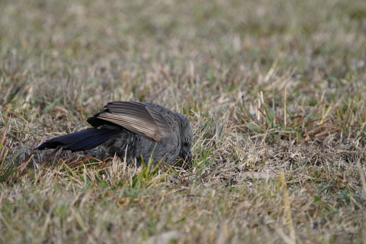 Apostlebird - ML621535283