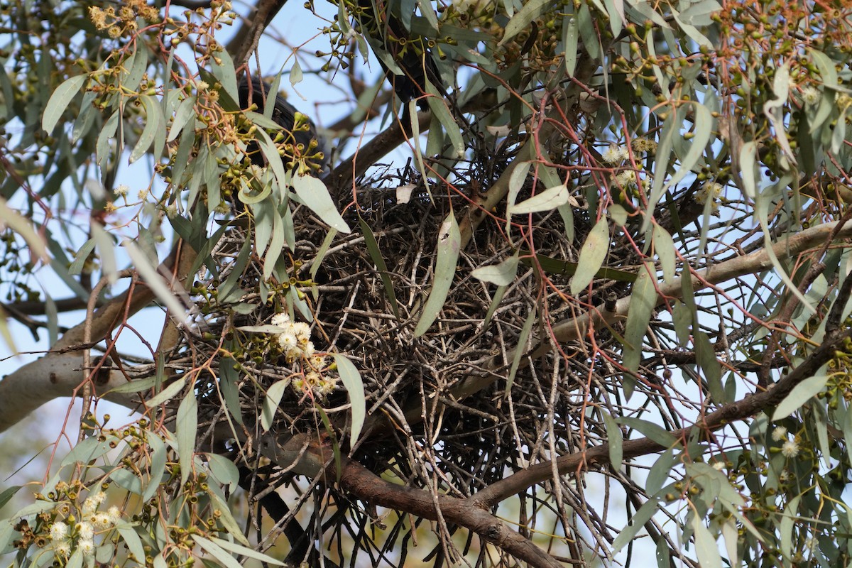 Apostlebird - ML621535285