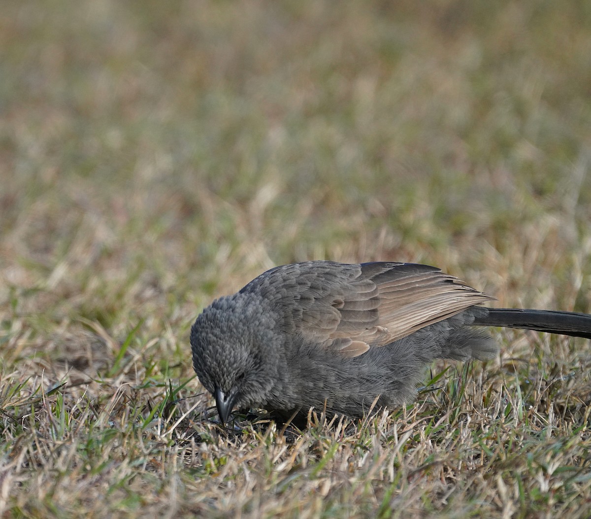 Apostlebird - ML621535286