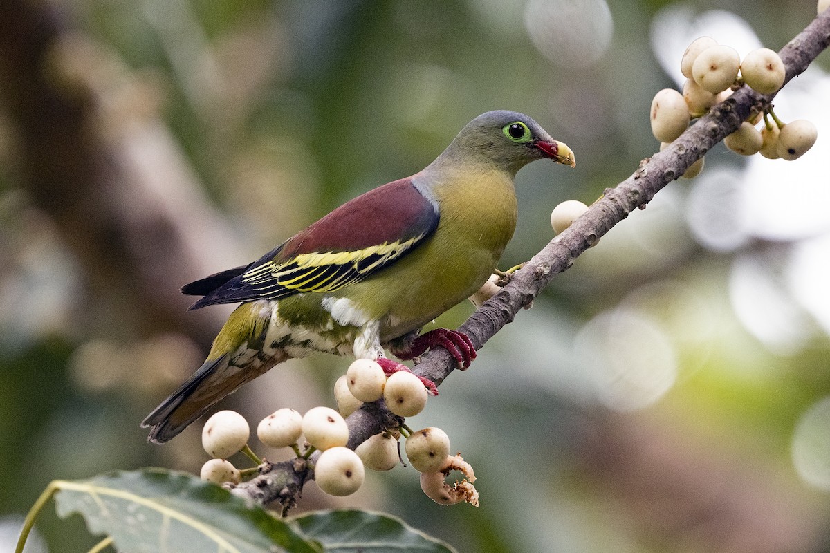 Thick-billed Green-Pigeon (Thick-billed) - ML621535305