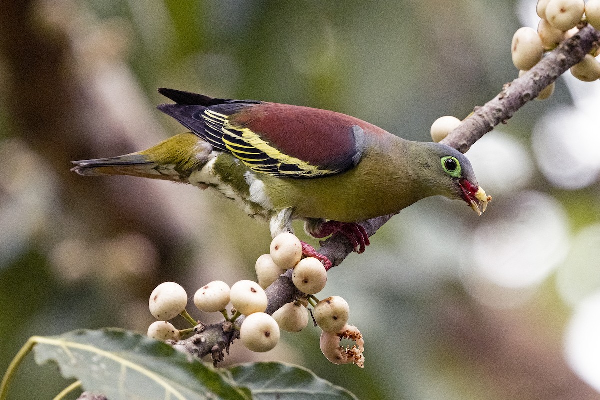 Thick-billed Green-Pigeon (Thick-billed) - ML621535306