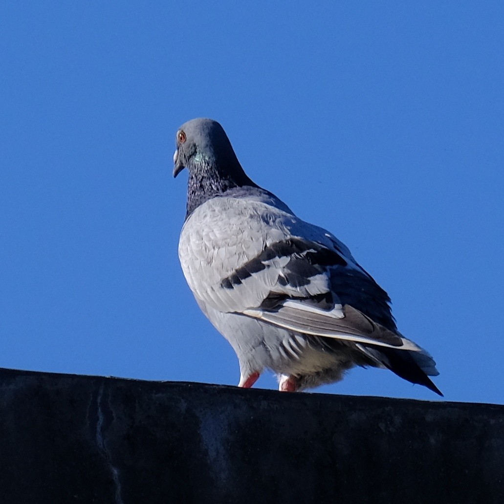 Rock Pigeon (Feral Pigeon) - ML621535399