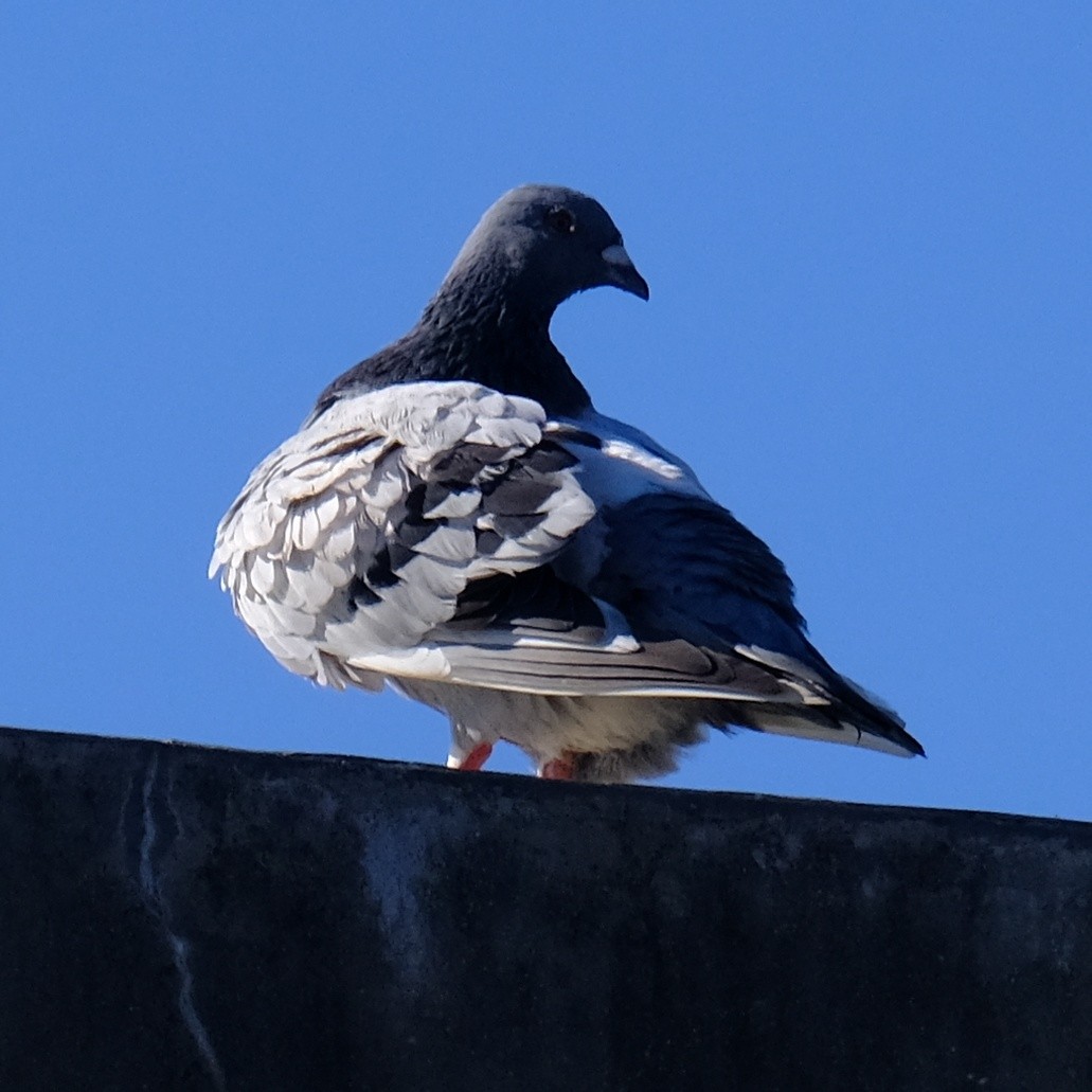 Rock Pigeon (Feral Pigeon) - ML621535400