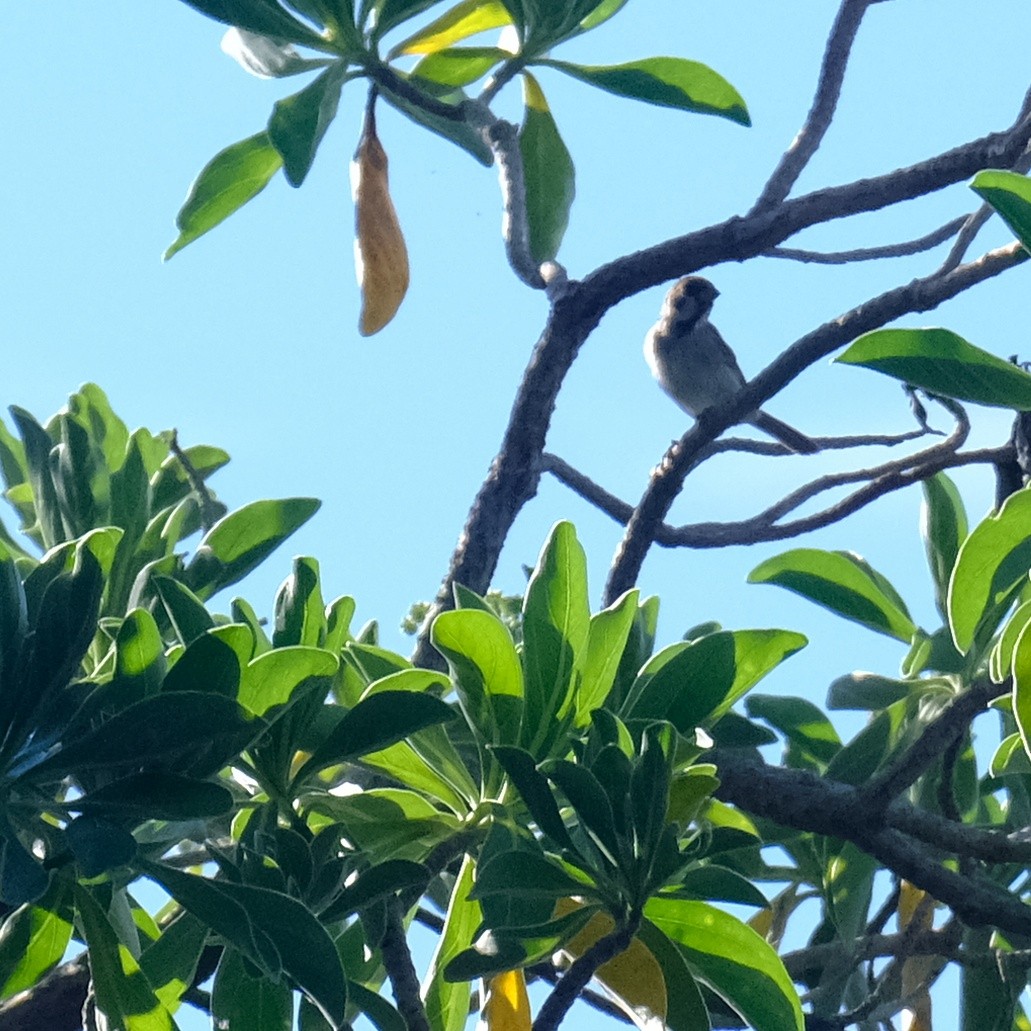 Eurasian Tree Sparrow - ML621535410