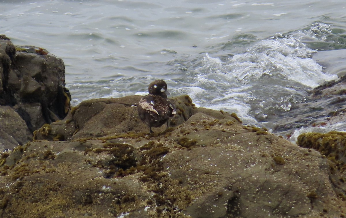 Harlequin Duck - ML621535424