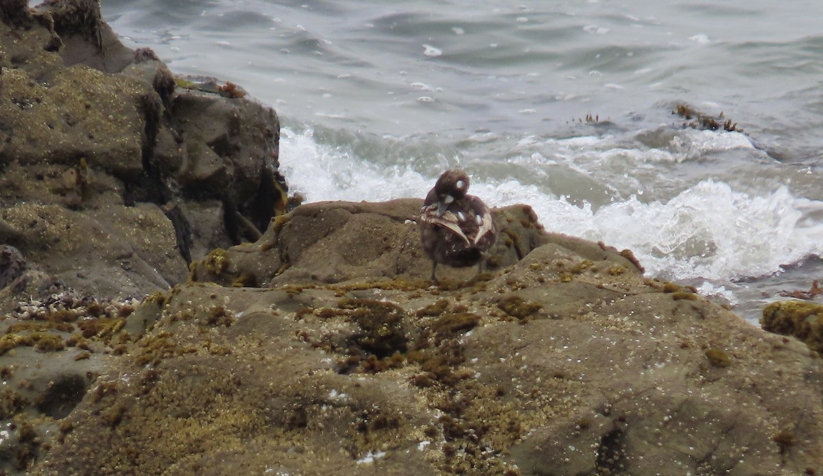 Harlequin Duck - ML621535425
