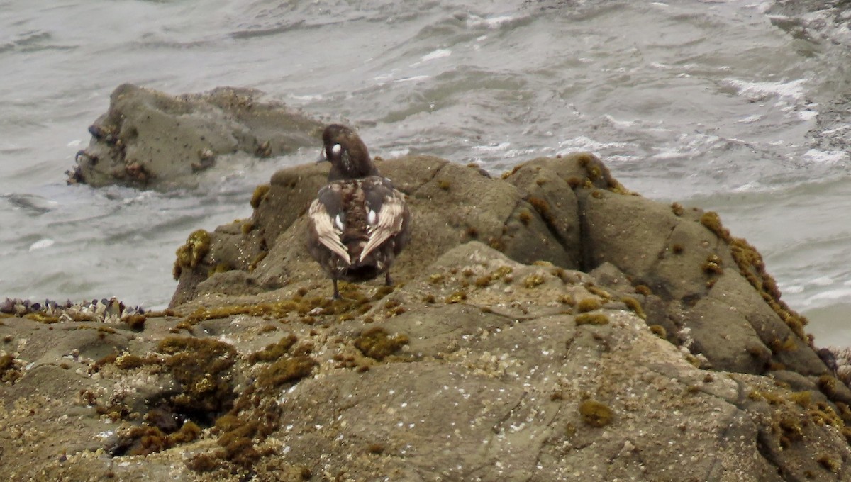 Harlequin Duck - ML621535426