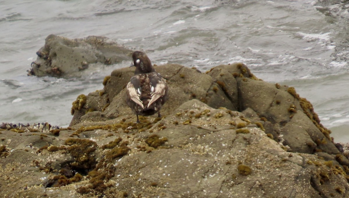 Harlequin Duck - Petra Clayton