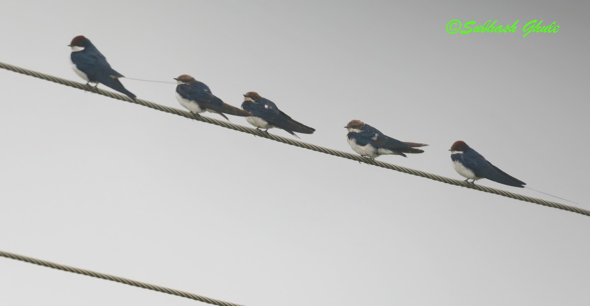 Wire-tailed Swallow - ML621535427