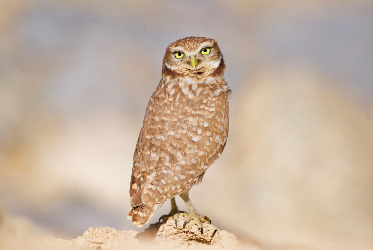 Burrowing Owl - ML621535432