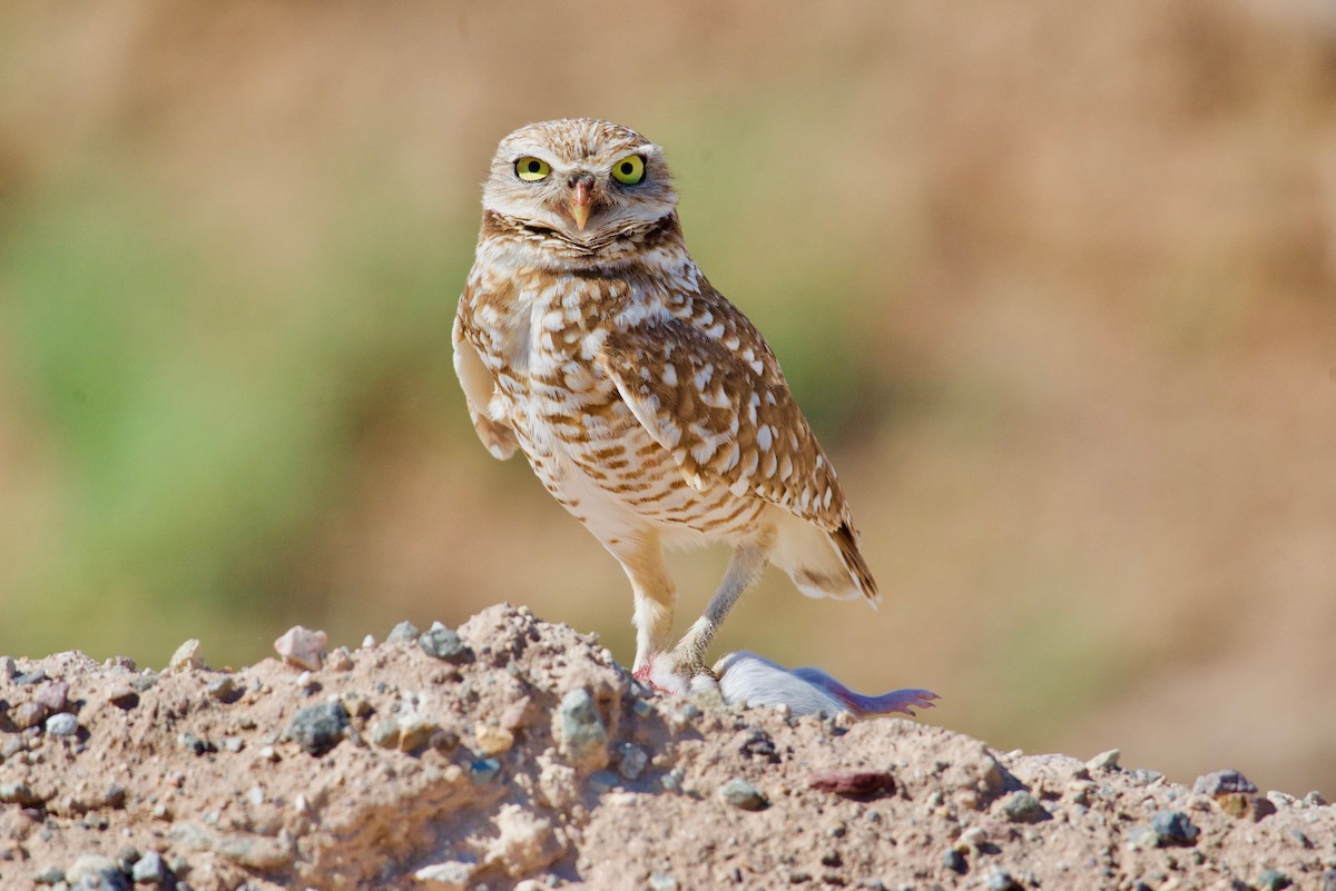 Burrowing Owl - ML621535433