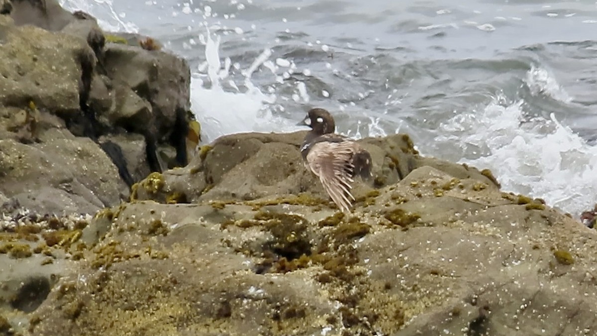 Harlequin Duck - ML621535434