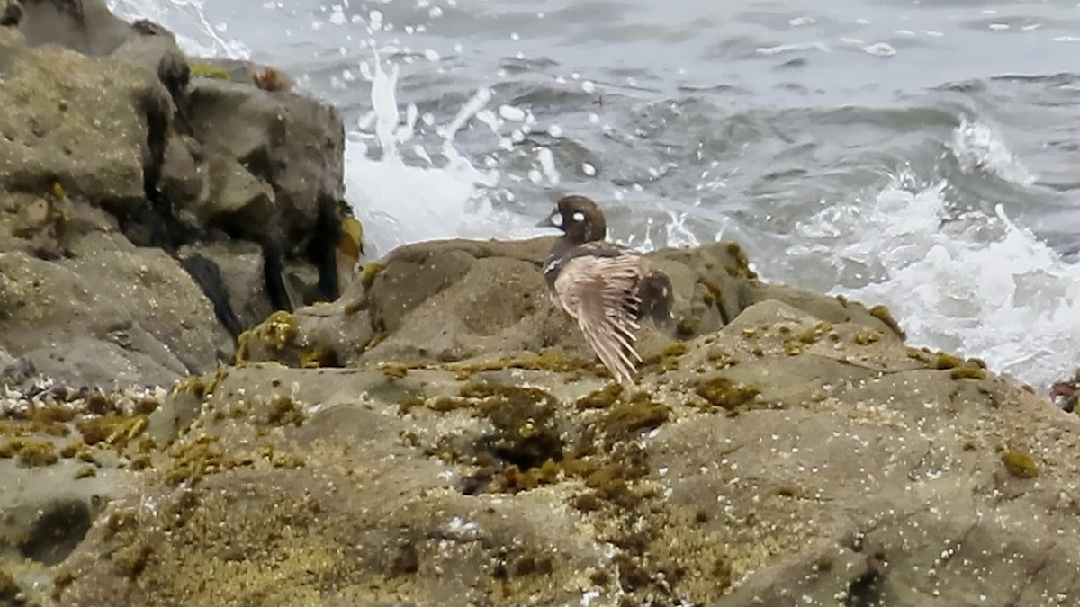 Harlequin Duck - Petra Clayton