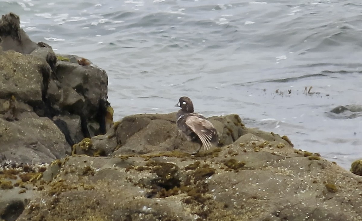 Harlequin Duck - ML621535435