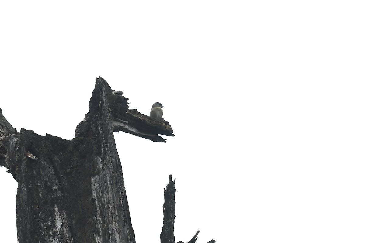 Bec-croisé des sapins (himalayensis) - ML621535485