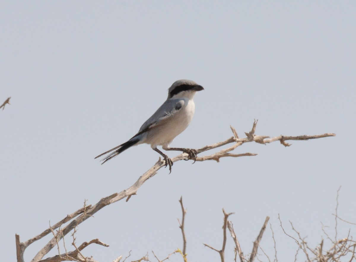 Great Gray Shrike (Arabian) - ML621535535