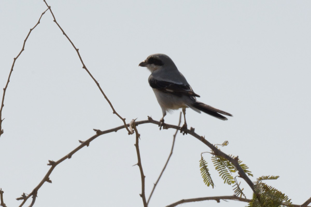 Great Gray Shrike (Arabian) - ML621535536