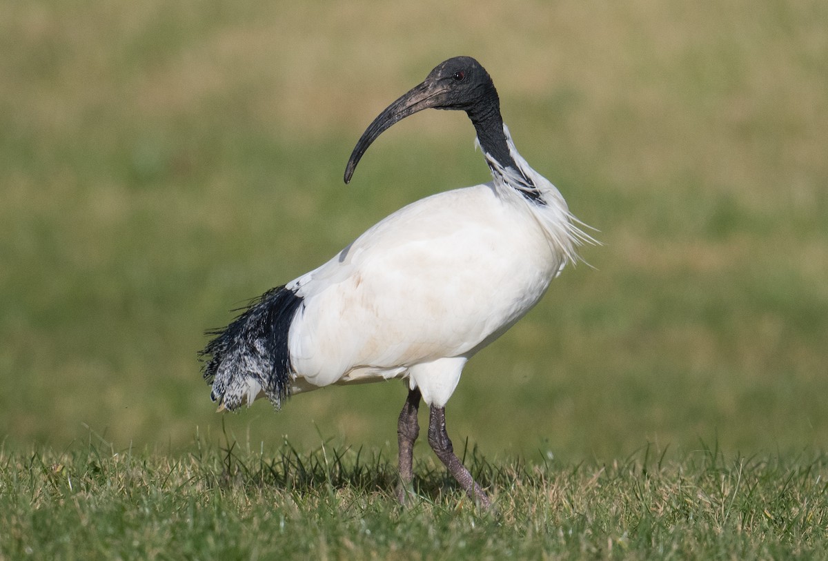ibis australský - ML621535575
