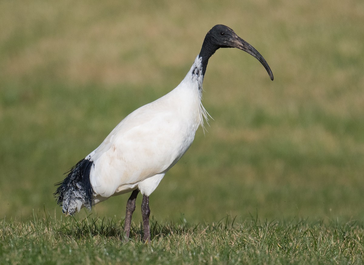 ibis australský - ML621535578