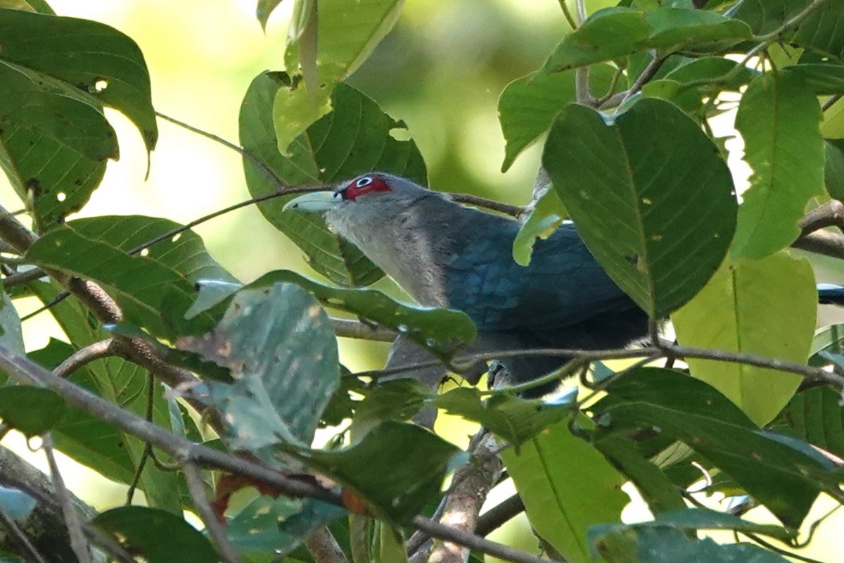 Black-bellied Malkoha - ML621535583