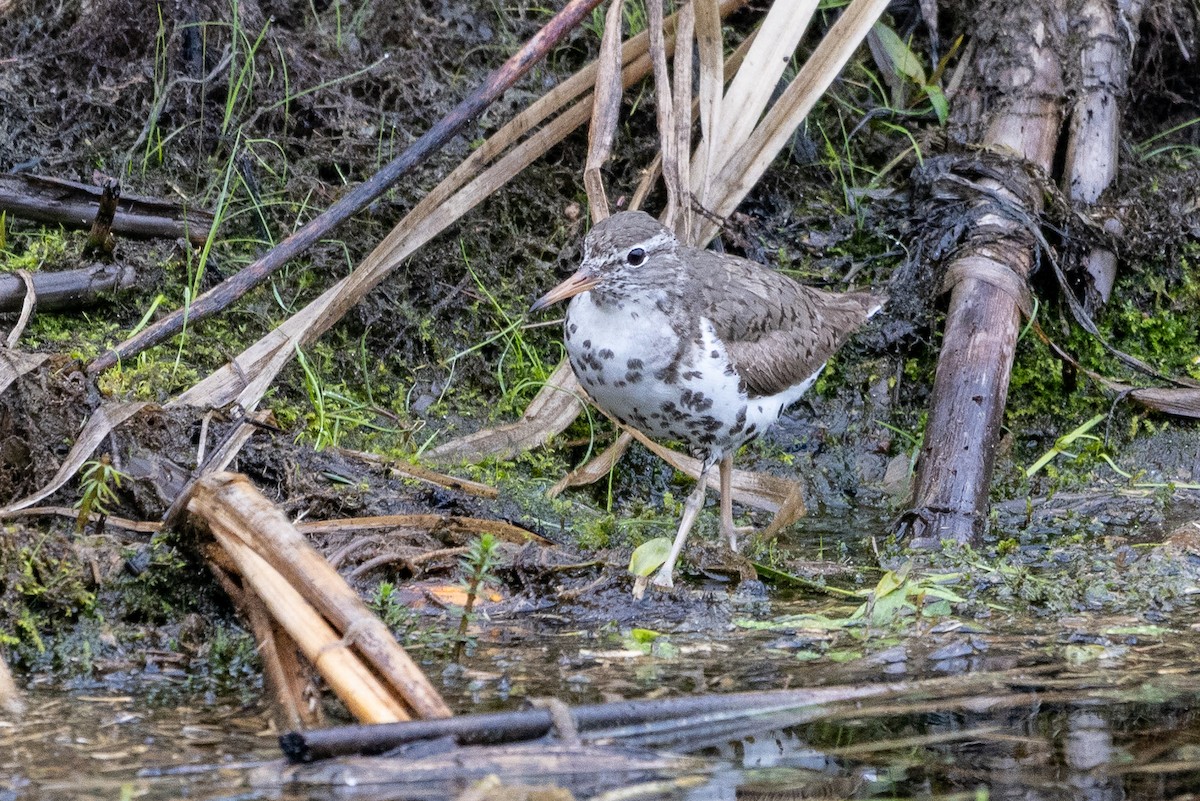 Spotted Sandpiper - D Gamelin