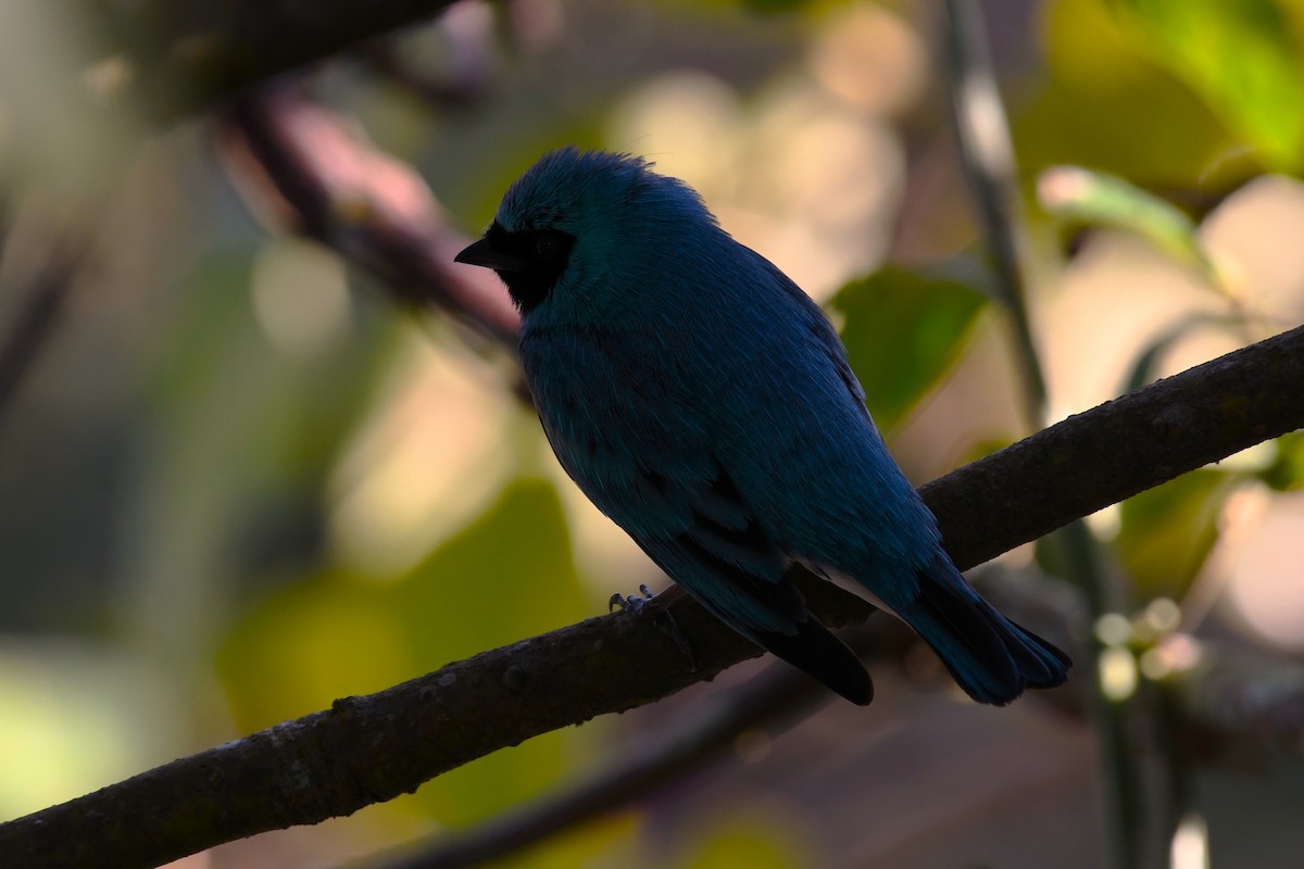 Swallow Tanager - ML621535689