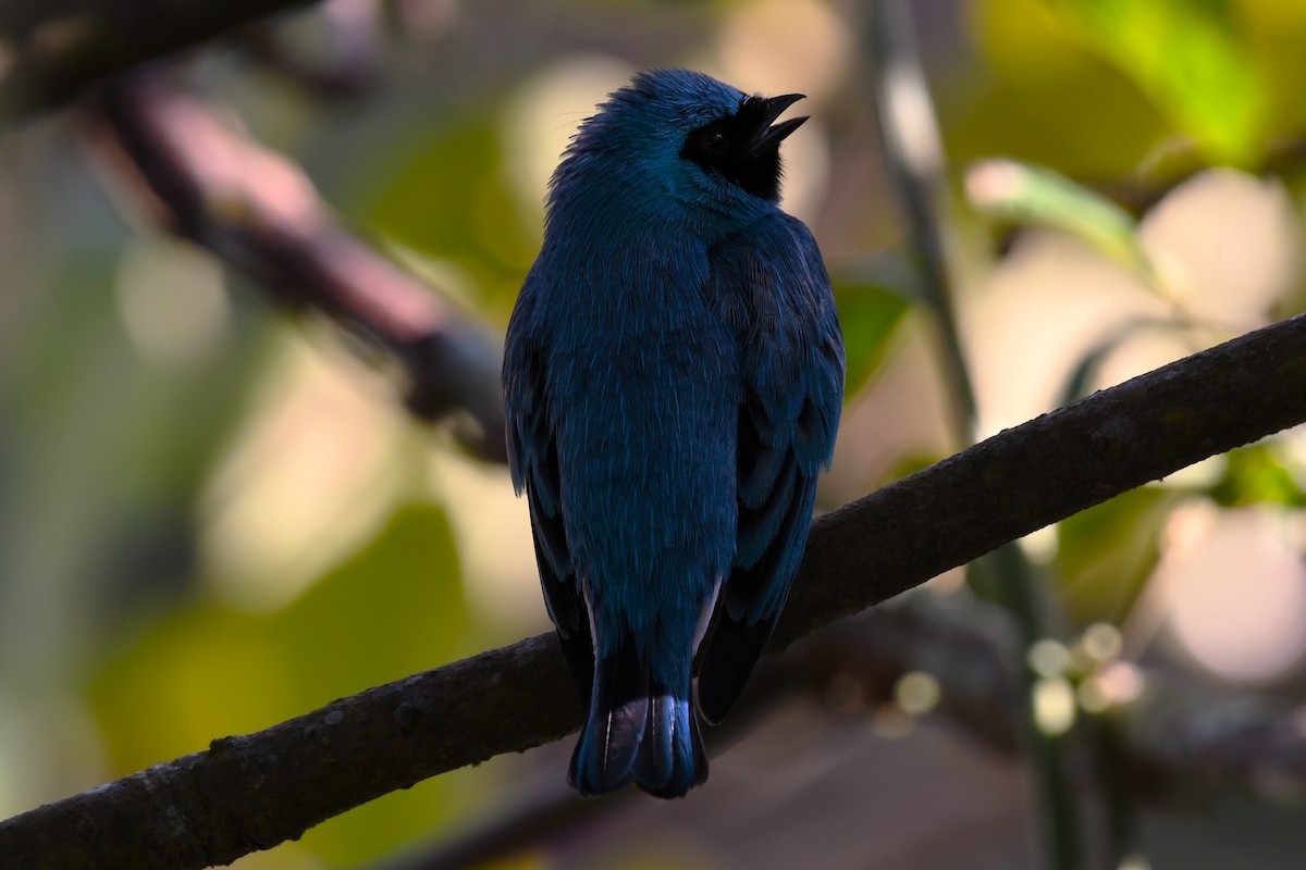 Swallow Tanager - ML621535694