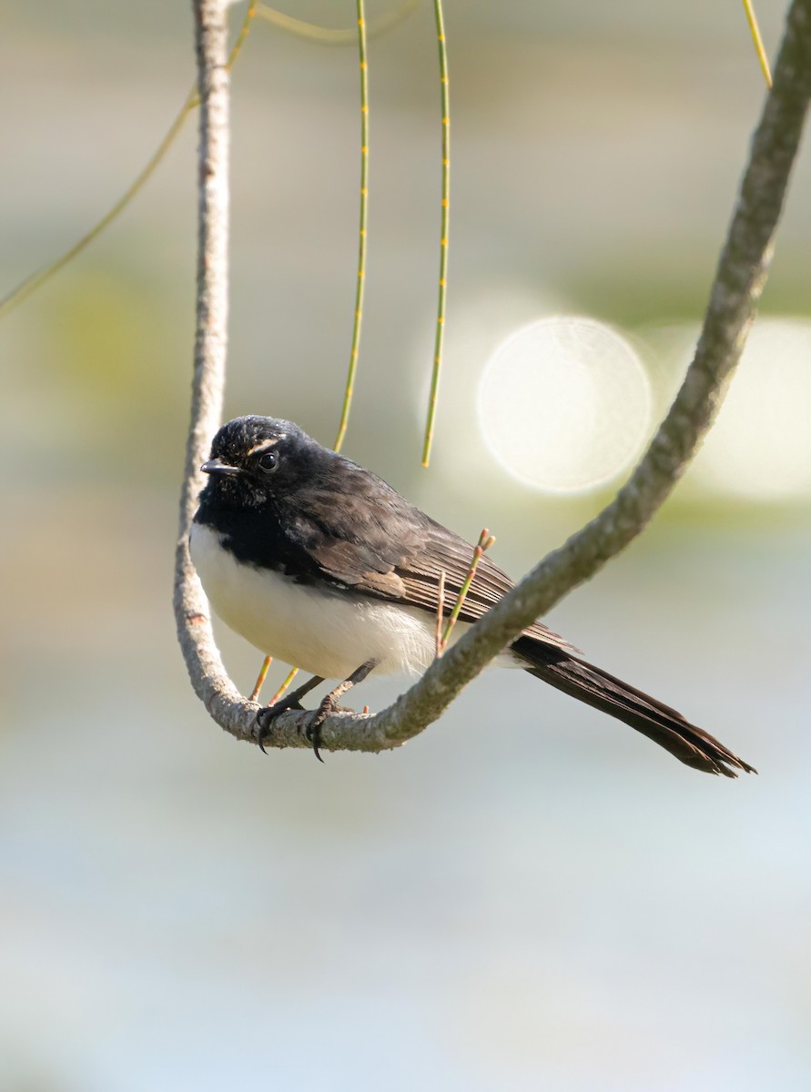 Willie-wagtail - ML621535739