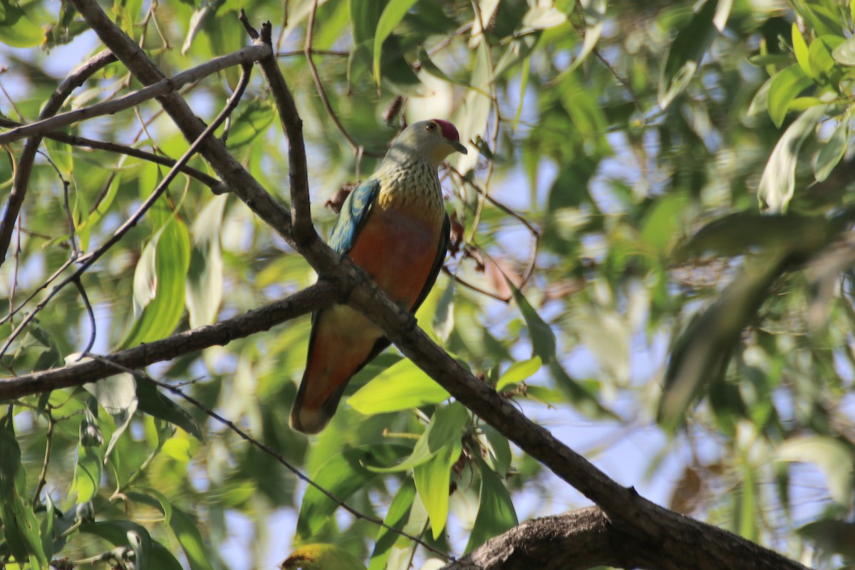 Rose-crowned Fruit-Dove - ML621535786