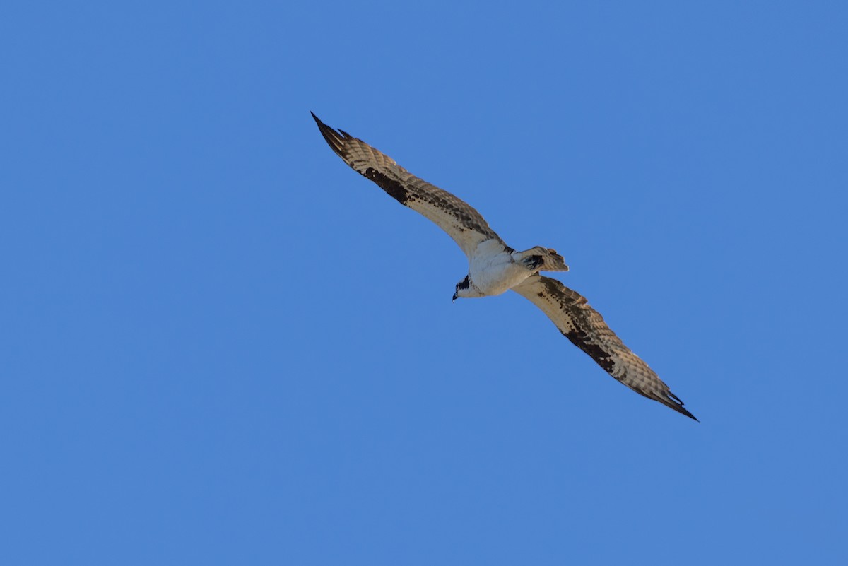 Osprey - D Gamelin