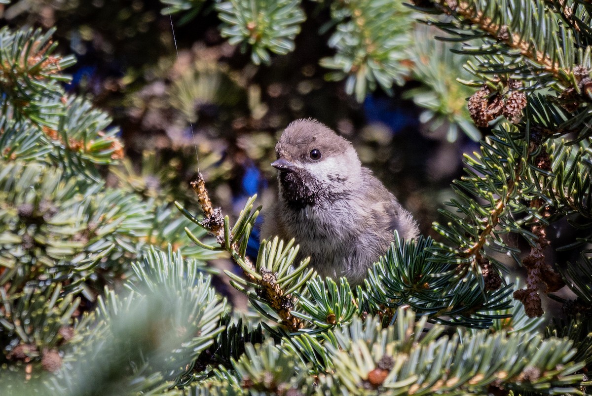 Boreal Chickadee - ML621535887