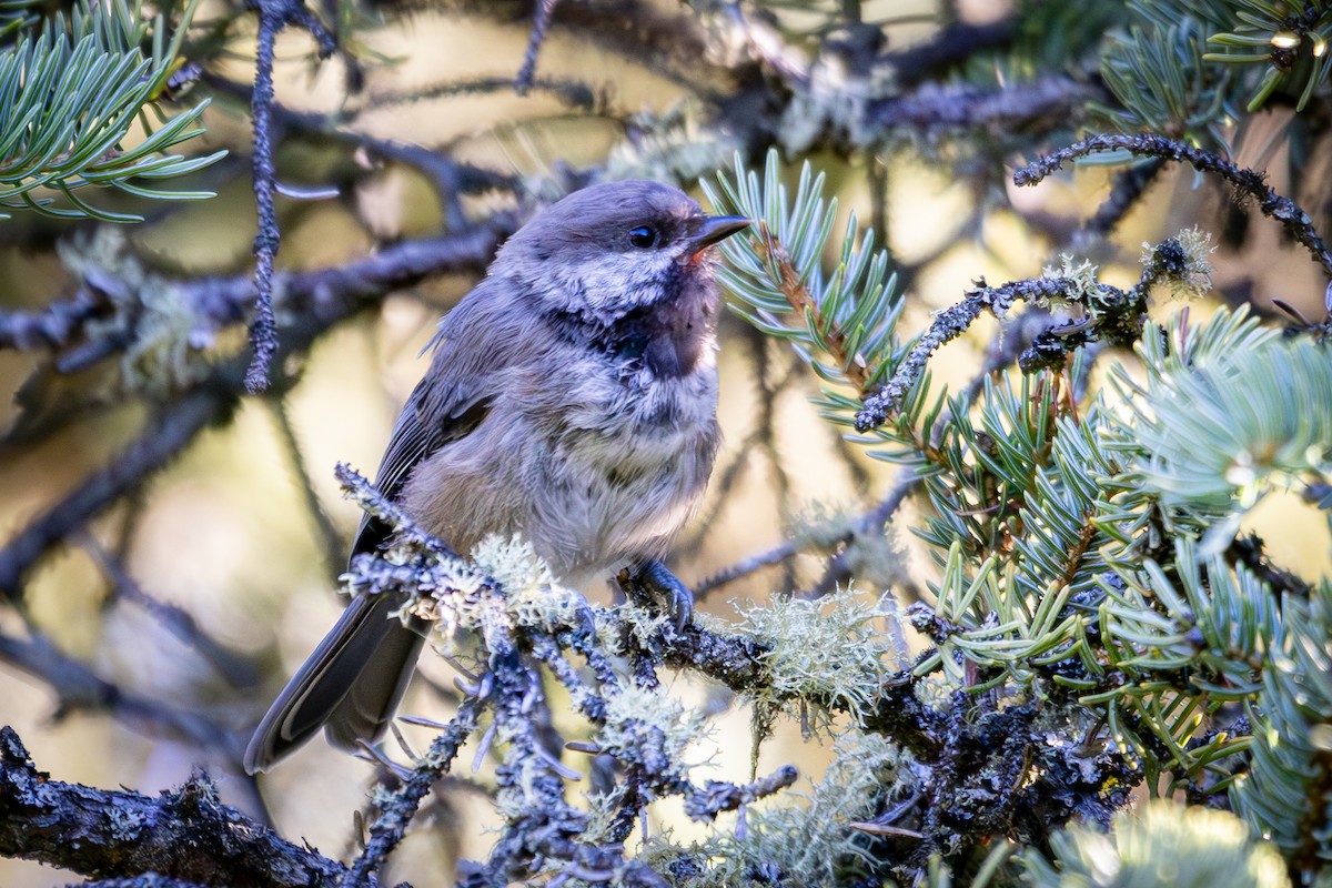 Boreal Chickadee - ML621535888