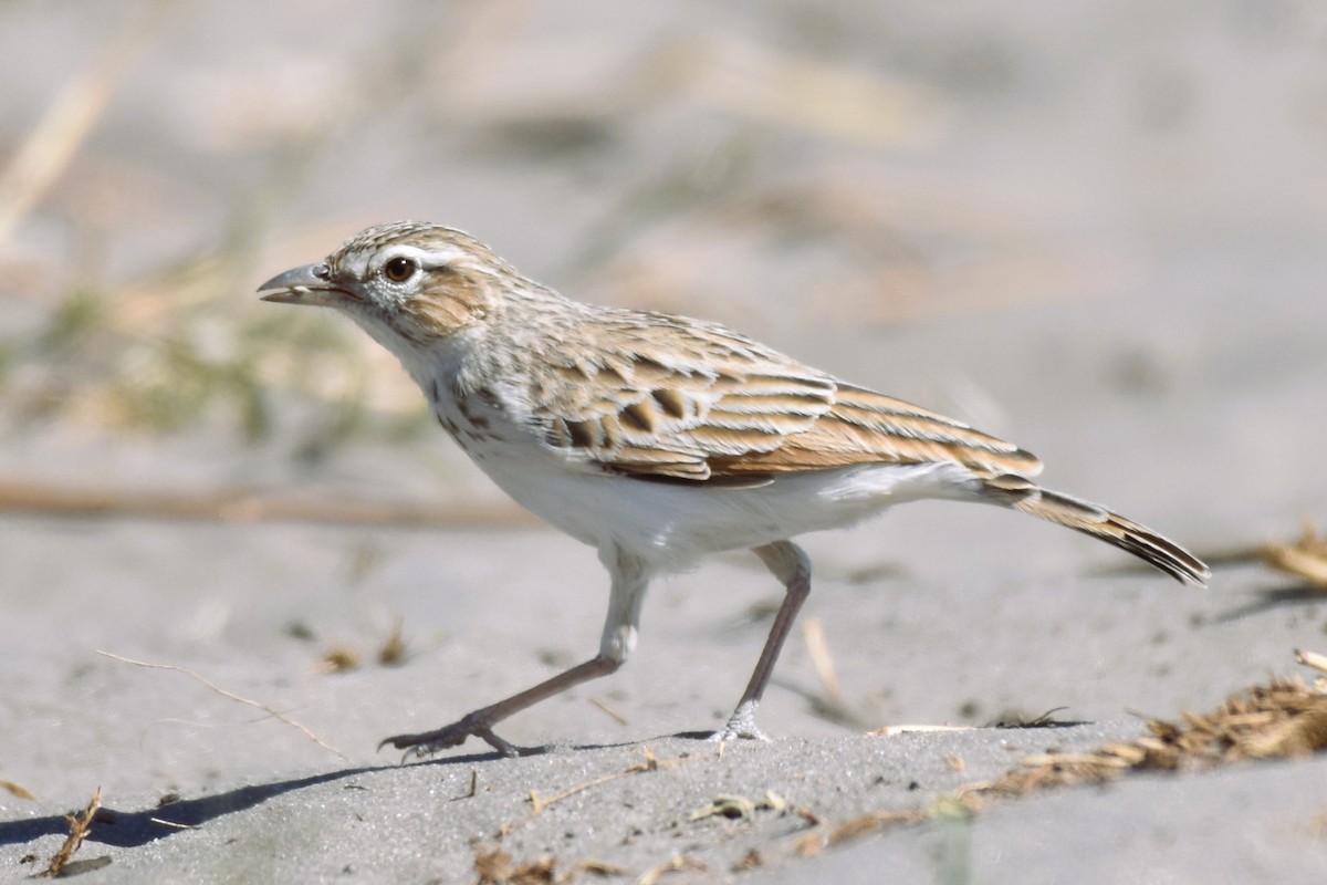 Fawn-colored Lark - ML621535914