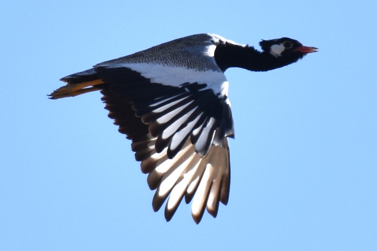 White-quilled Bustard - ML621535925