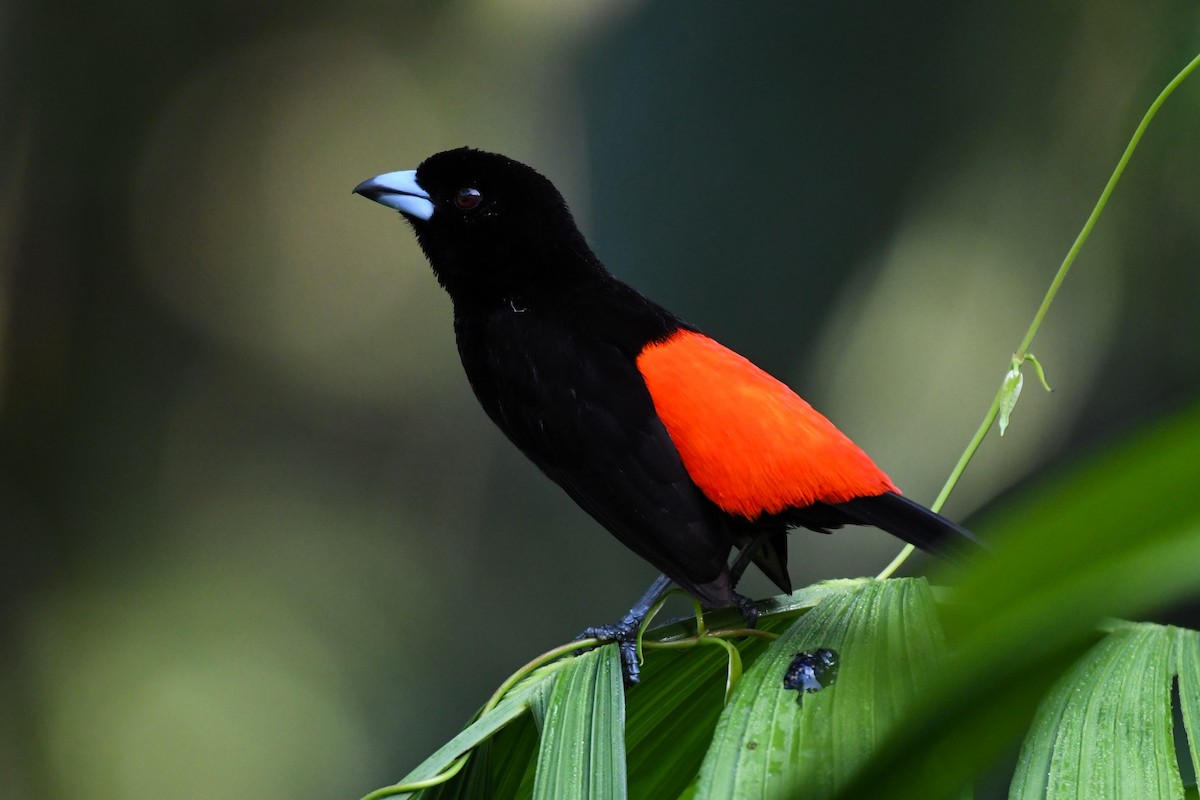 Scarlet-rumped Tanager - ML621535938