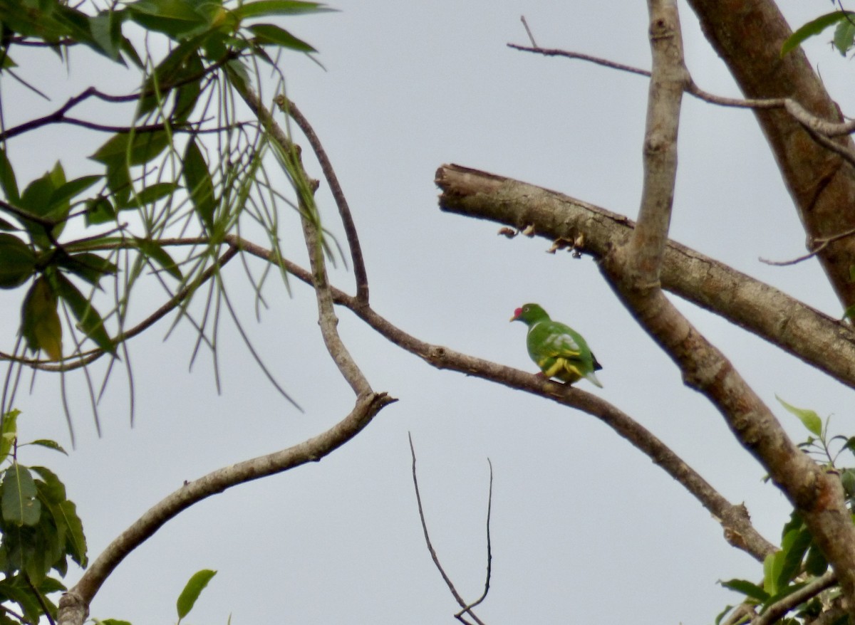 Knob-billed Fruit-Dove - ML621535946