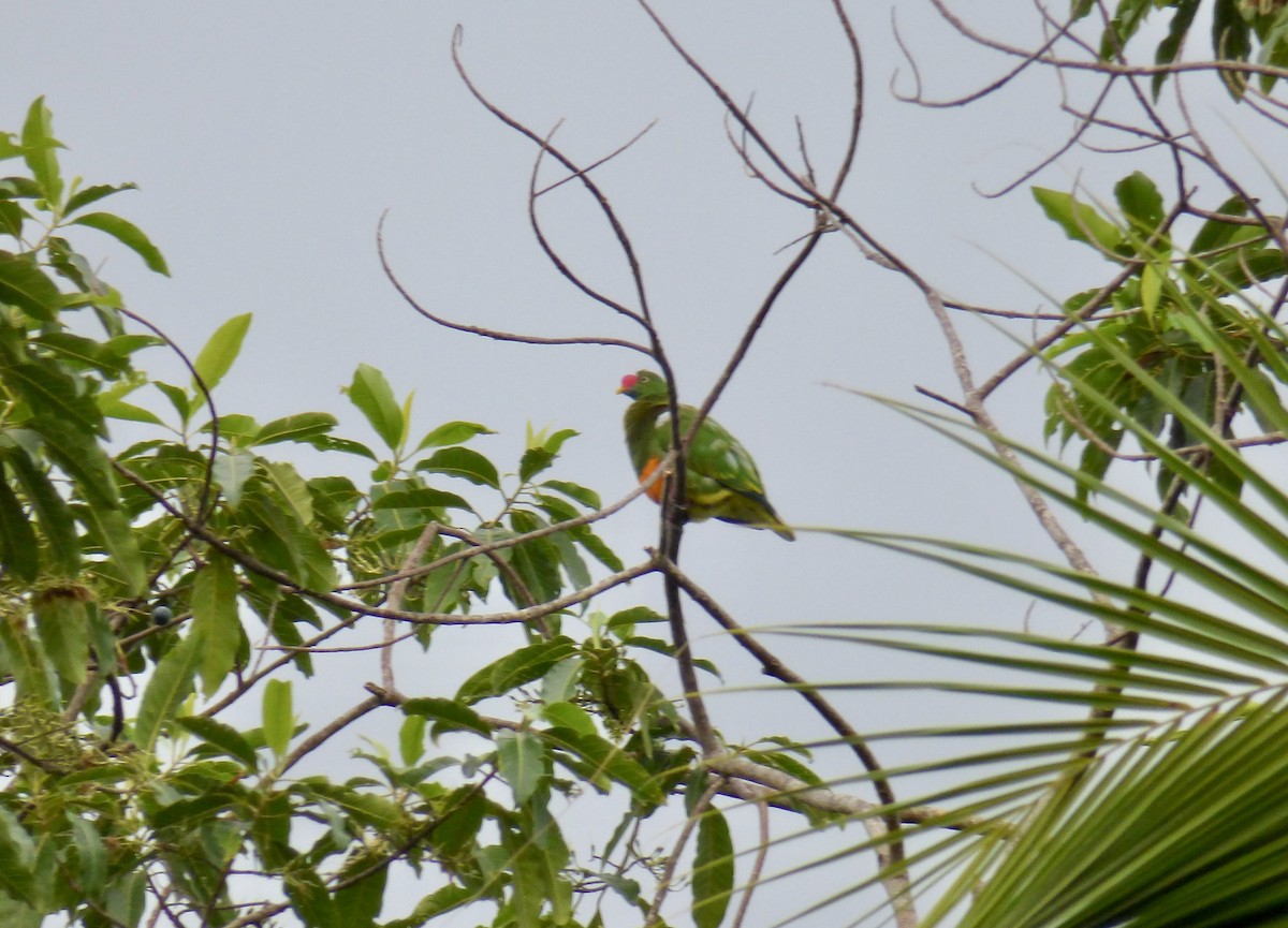 Knob-billed Fruit-Dove - ML621535948