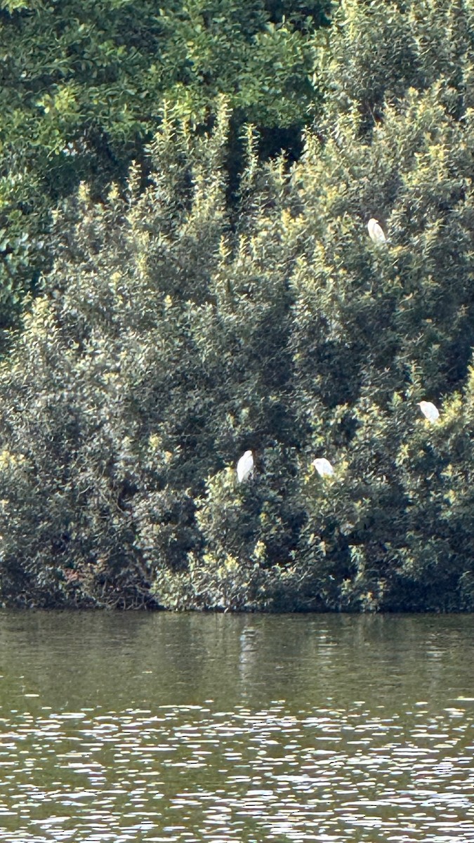 Western Cattle Egret - ML621535954