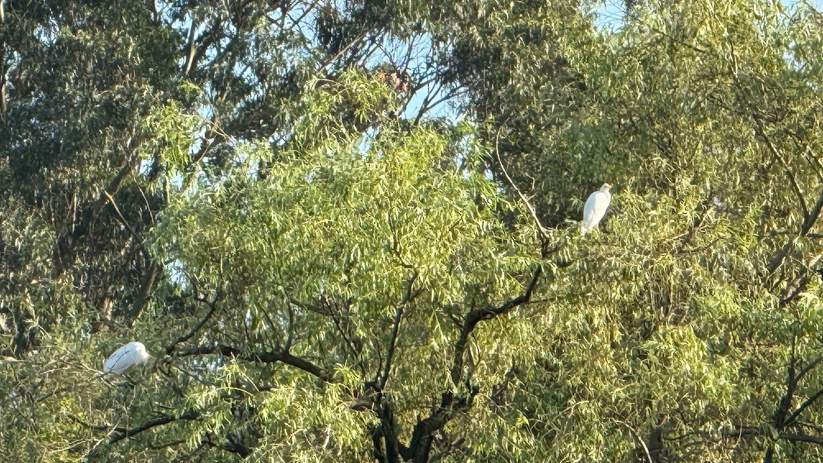 Western Cattle Egret - ML621535955