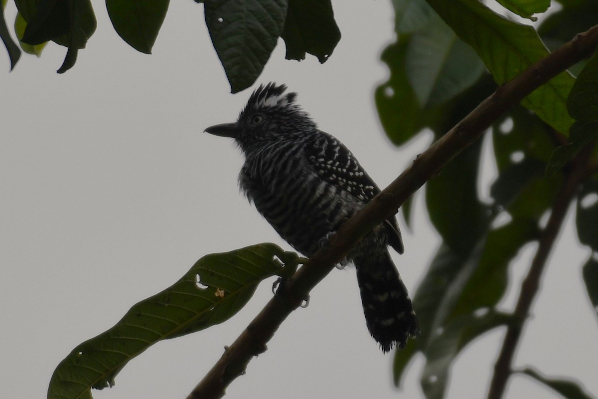 Barred Antshrike - ML621535964