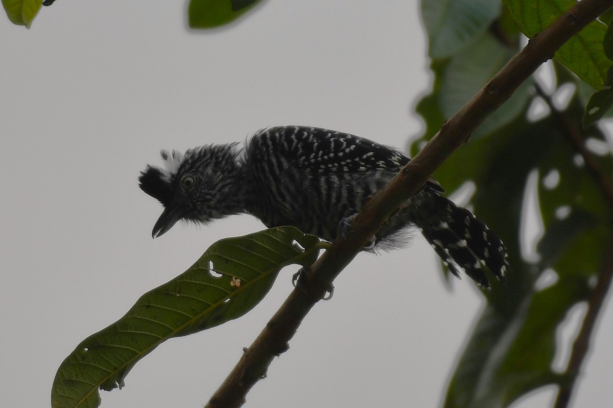 Barred Antshrike - ML621535965