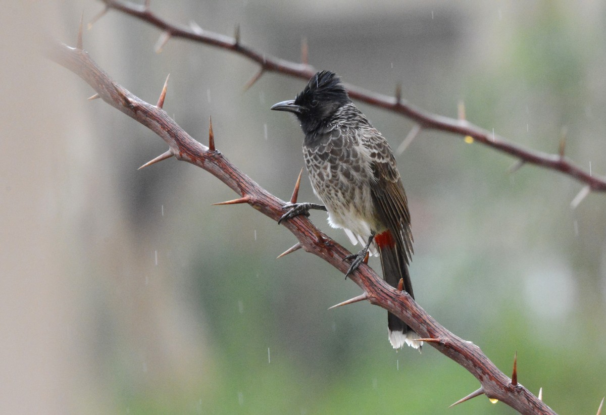 Red-vented Bulbul - ML621535995
