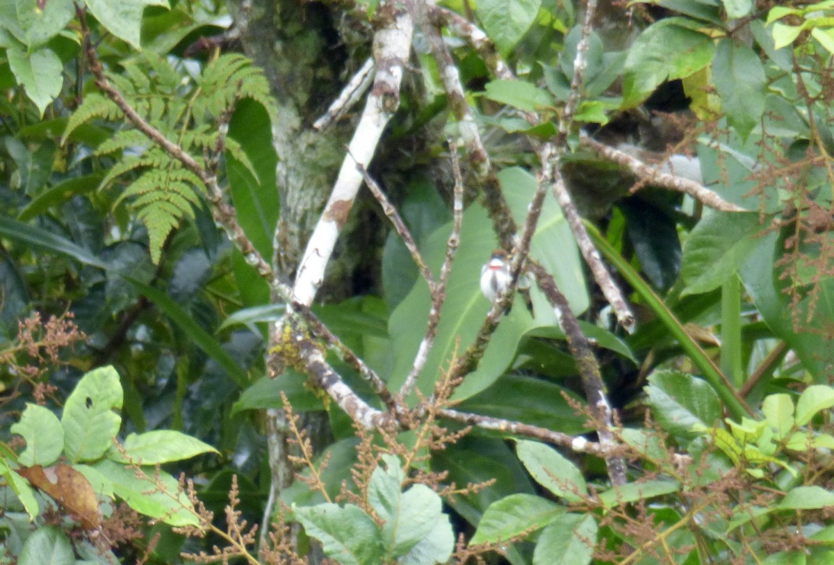 Red-banded Flowerpecker - ML621536049