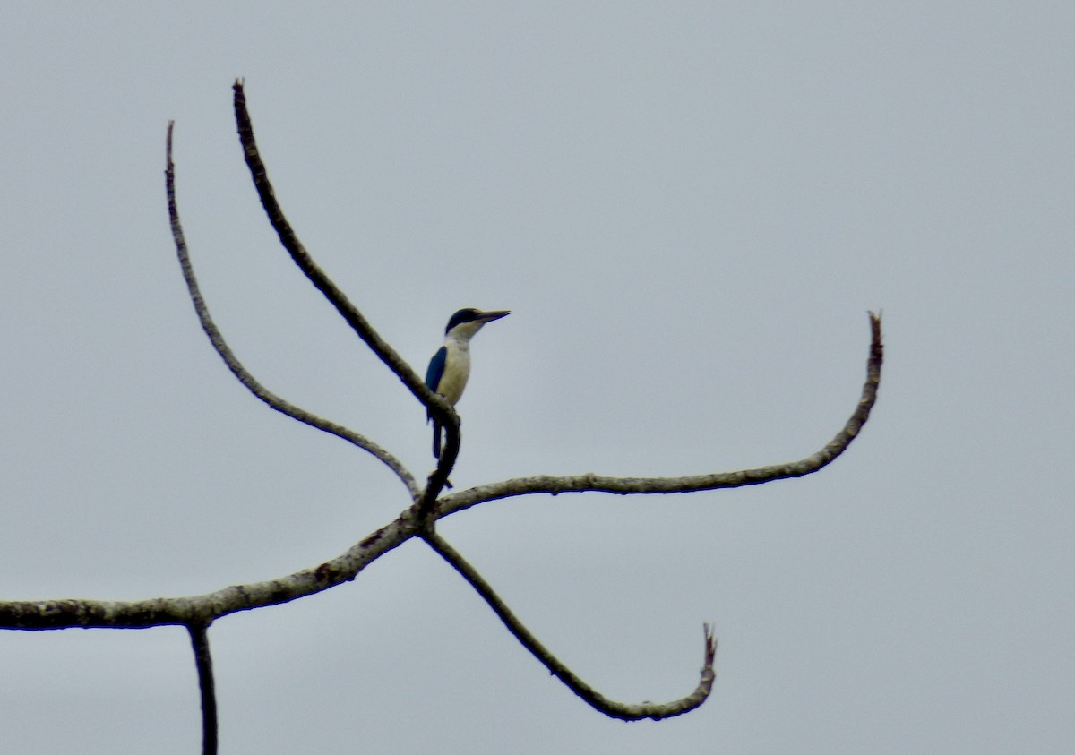 Melanesian Kingfisher (New Ireland) - ML621536050