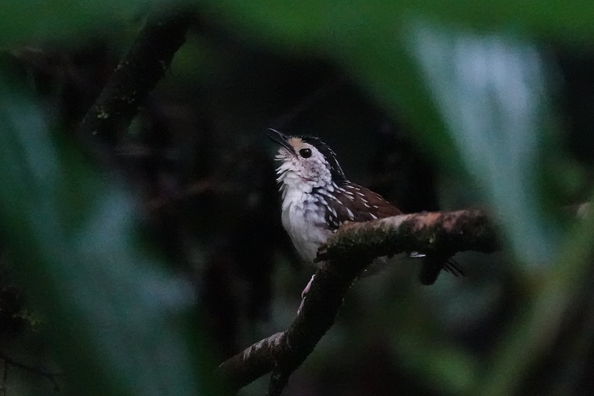 Striped Wren-Babbler - ML621536176