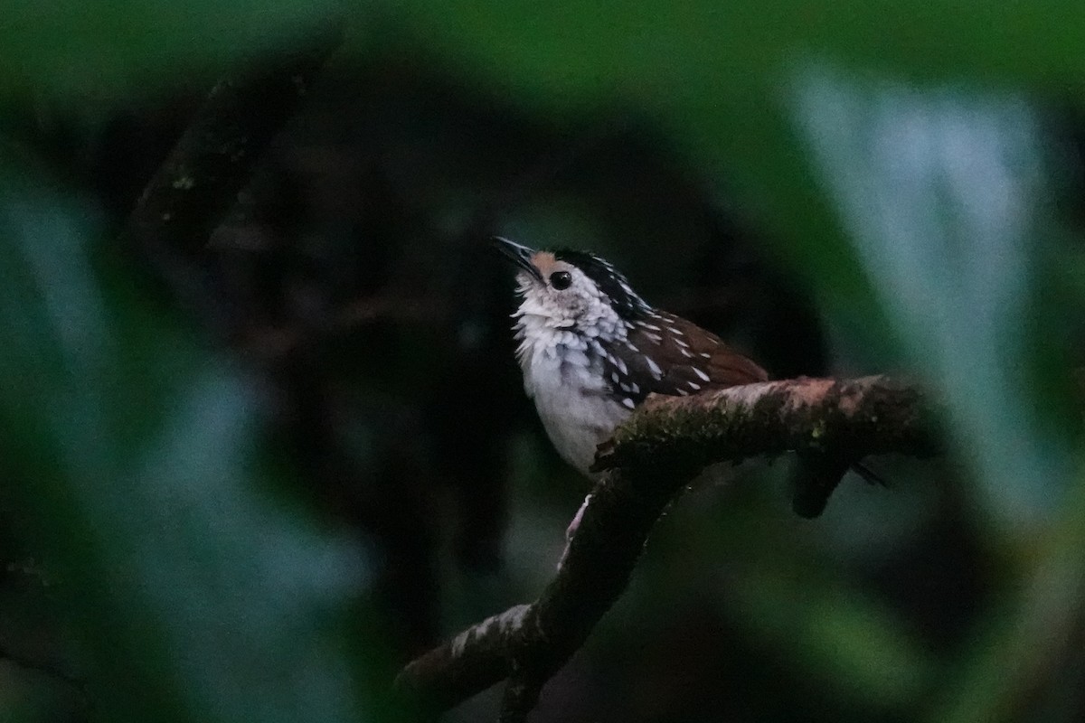 Striped Wren-Babbler - ML621536177