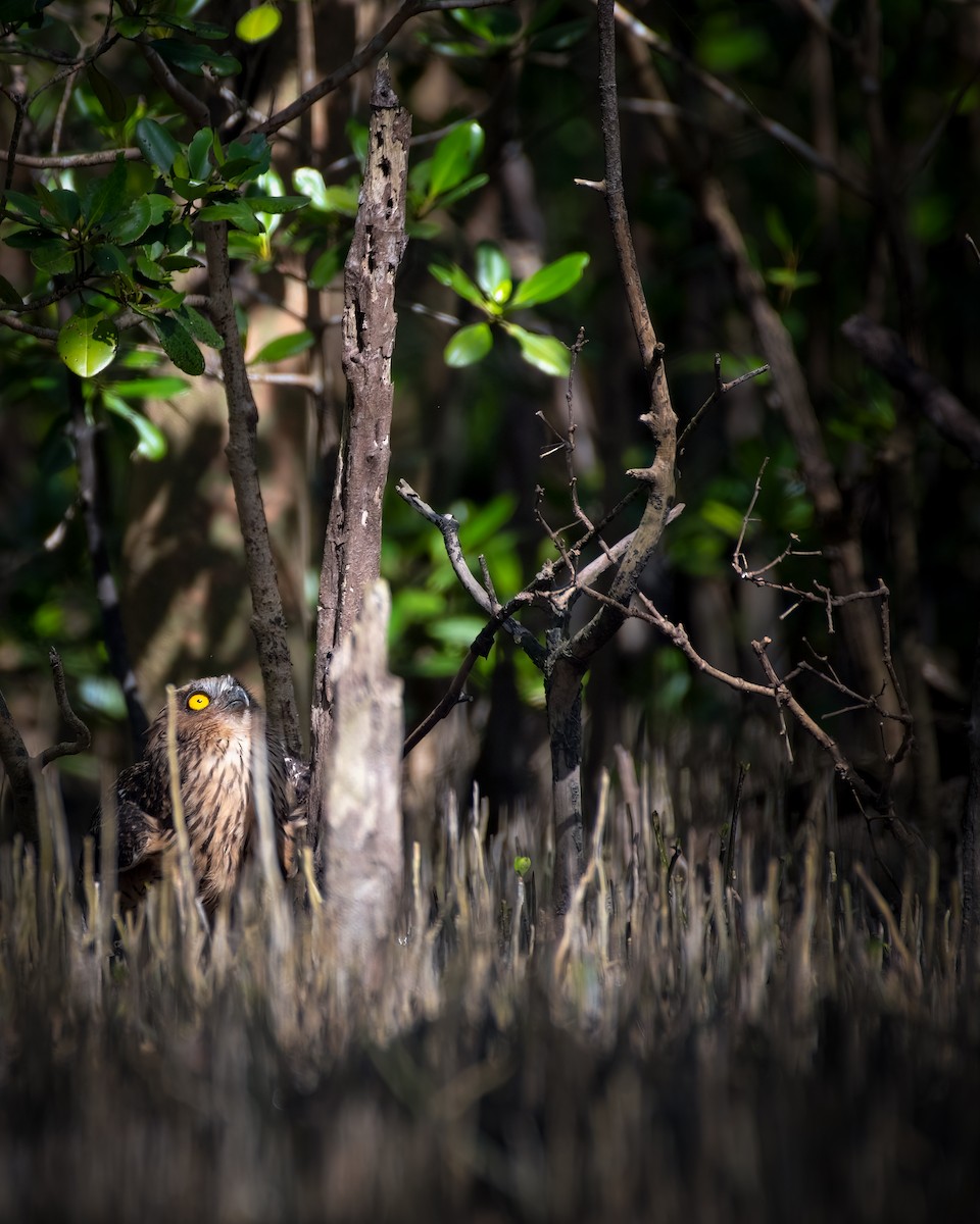 Buffy Fish-Owl - ML621536247