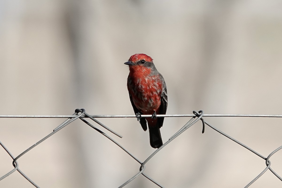 Vermilion Flycatcher (Austral) - ML621536305