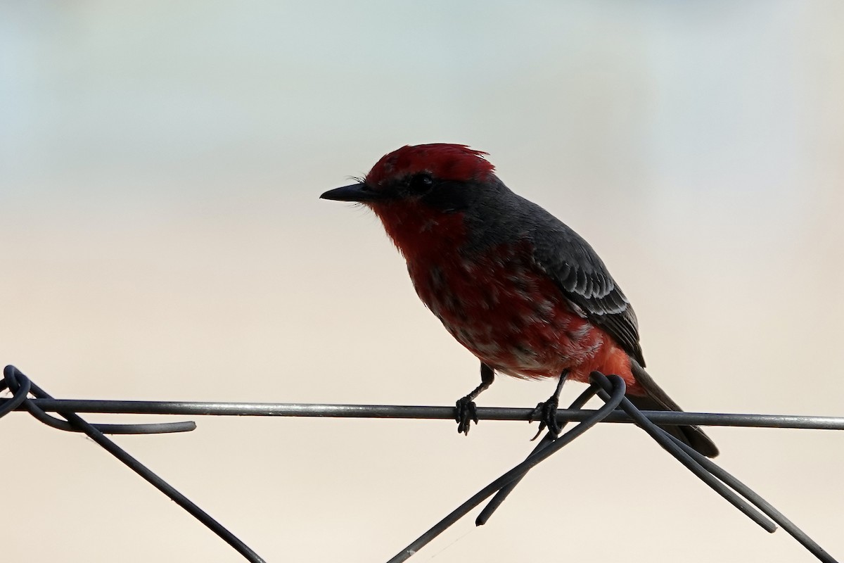 Vermilion Flycatcher (Austral) - ML621536306