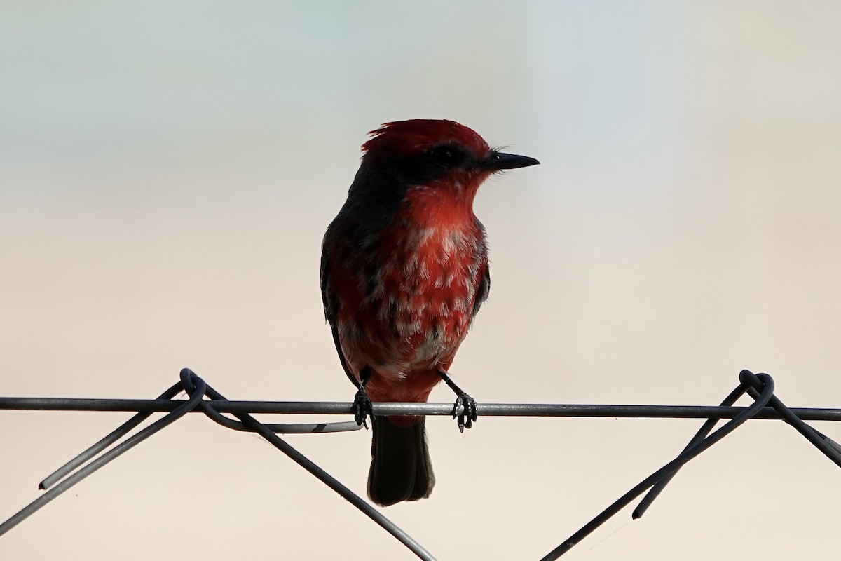 Vermilion Flycatcher (Austral) - ML621536307